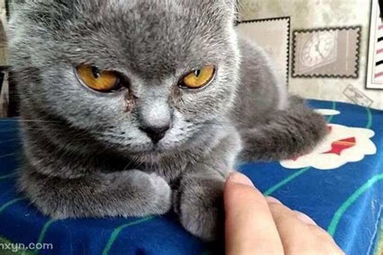 梦见猫咬我的脚是什么意思？