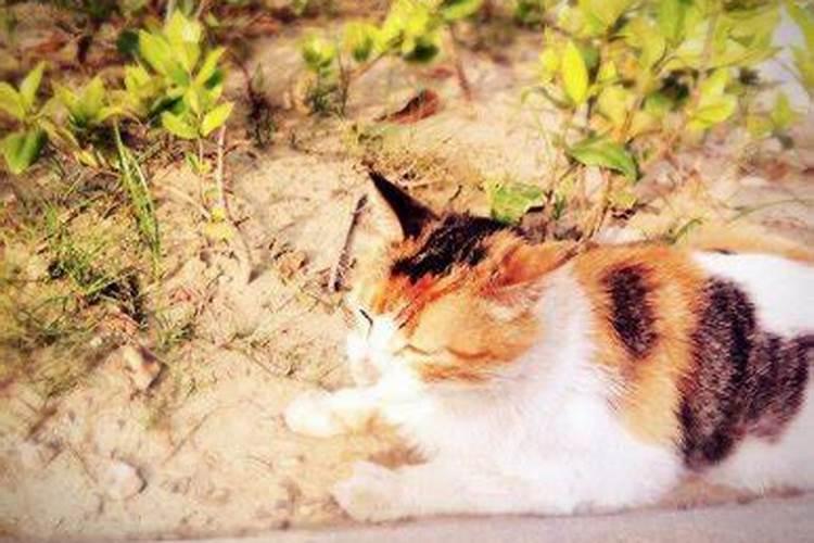 梦见猫咬我脚是什么意思