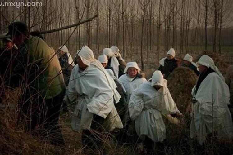 柠檬树苗怎样种植