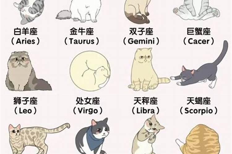 属狗的人千万不要养猫,什么属相的人最适合养猫