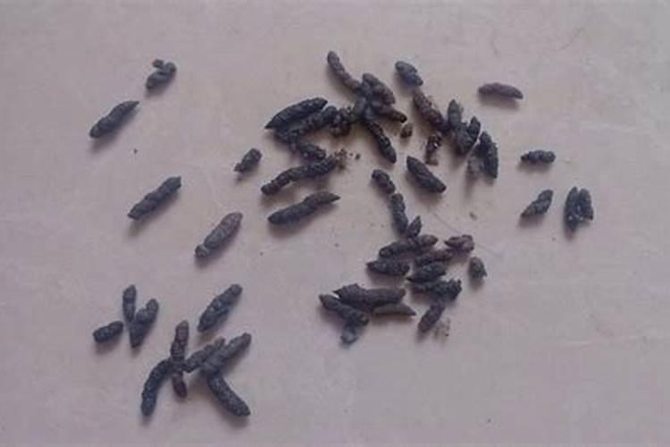 牛在2025年的每月运势如何呢
