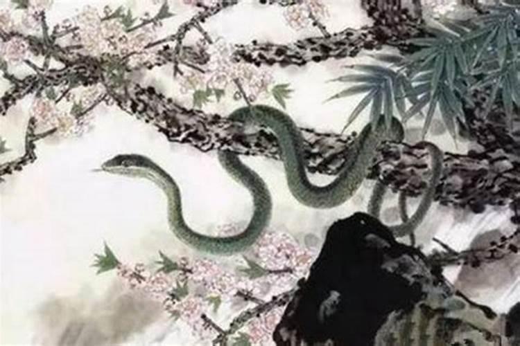 属蛇好运和倒霉的年份