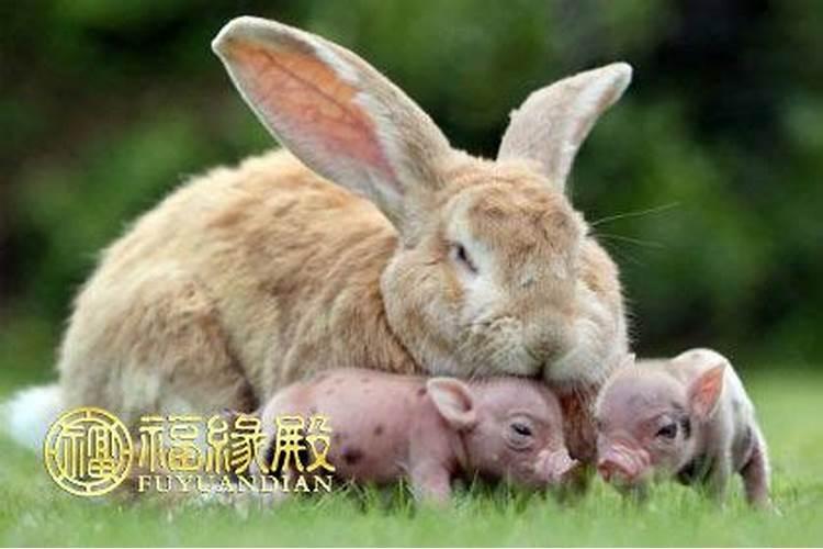 男属猪,女属兔,婚姻财运运程