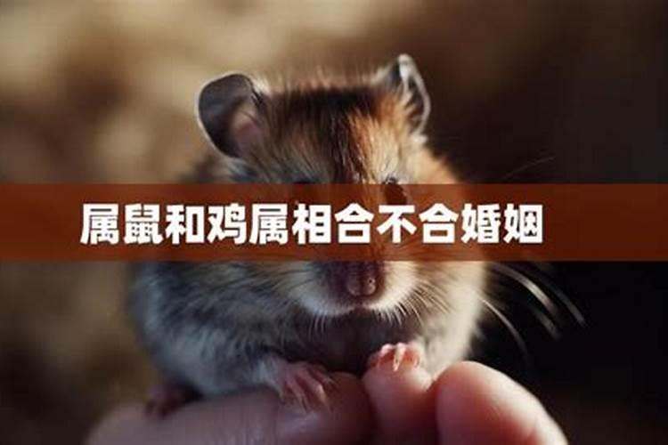 属鸡的和属鼠的合不合