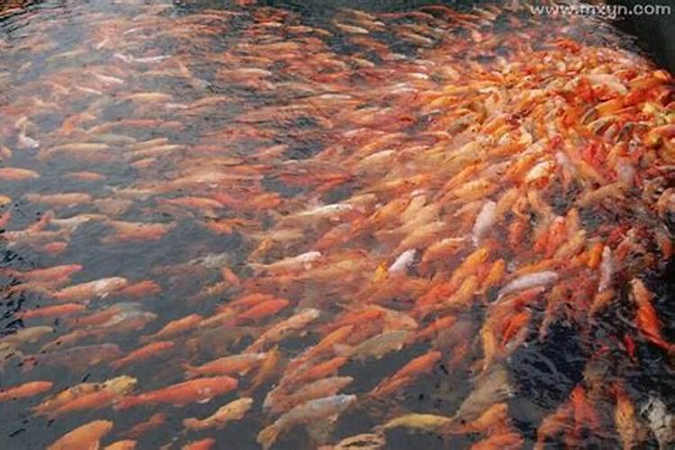 2025年犯太岁的生肖猪怎么化解 2025年犯太岁的生肖猪怎么躲星