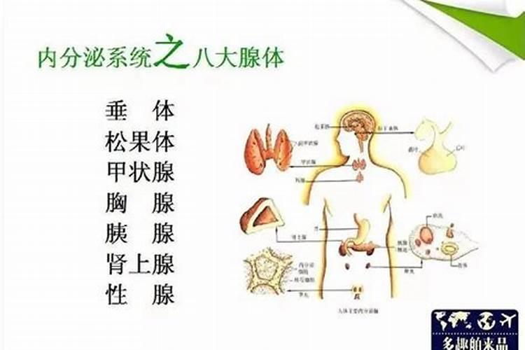农历小年吃什么