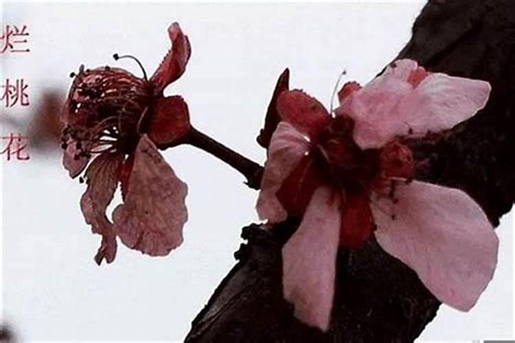 烂桃花好不好,