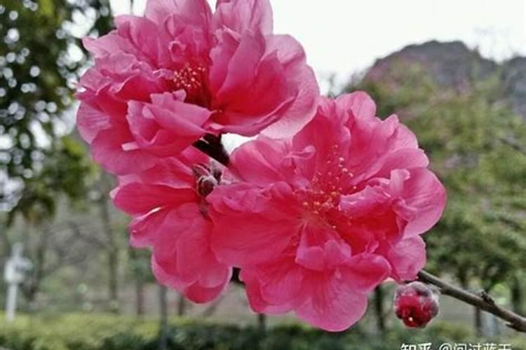 什么是烂桃花？