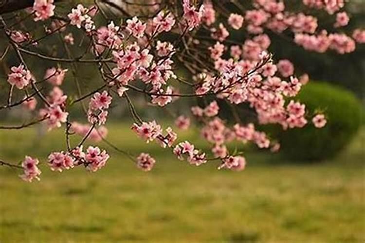 烂桃花是什么意思 烂桃花的意思