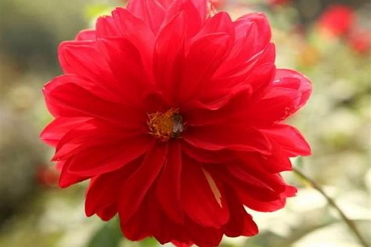 烂桃花太多是什么意思