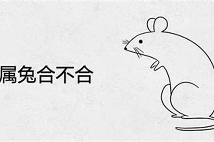 99兔女和96鼠男八字合吗