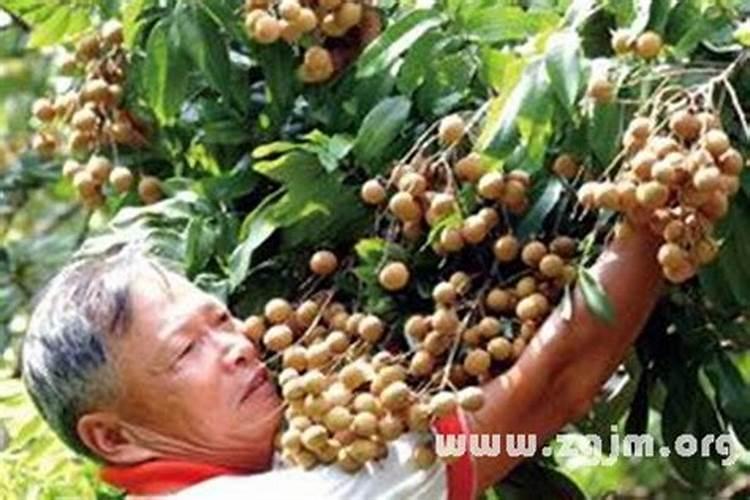 梦见摘果子吃是什么意思 梦见摘果子吃的征兆