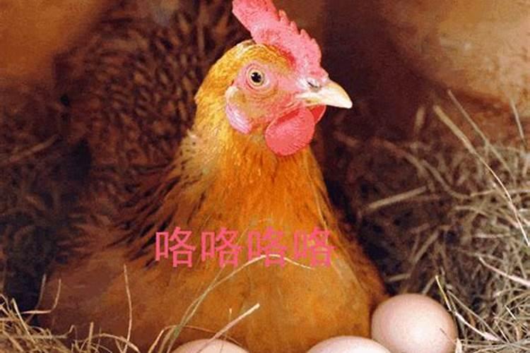83年属猪和95年属猪的能结婚吗？,结婚好不好？