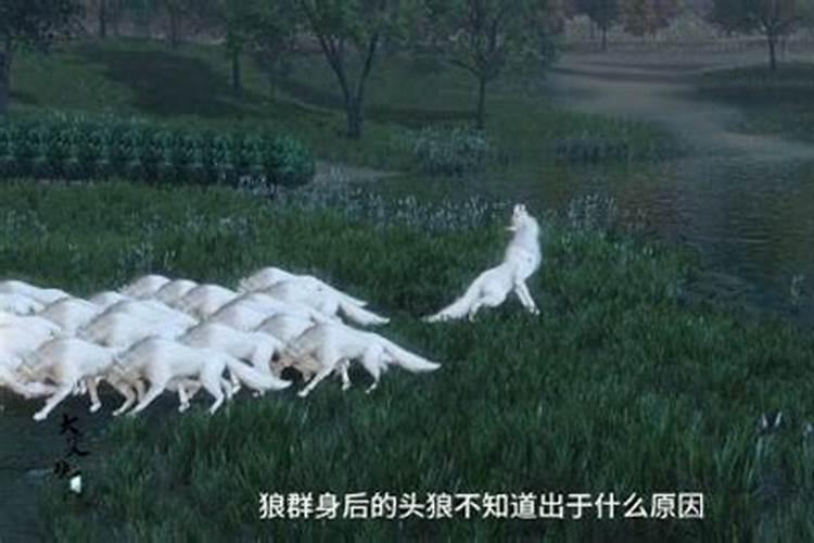 梦见骑摩托被狼追的预兆