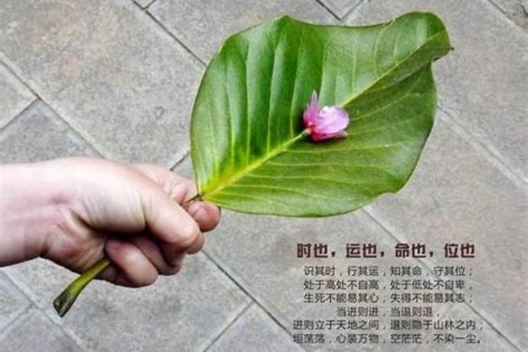 什么是时也,运也,命也!