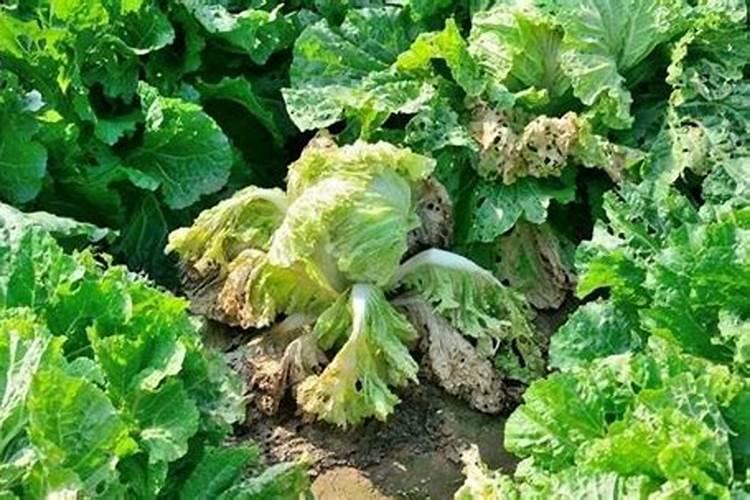 梦见大白菜烂了是什么意思