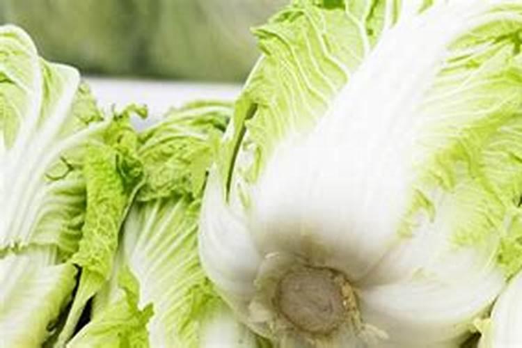梦见腐烂的大白菜