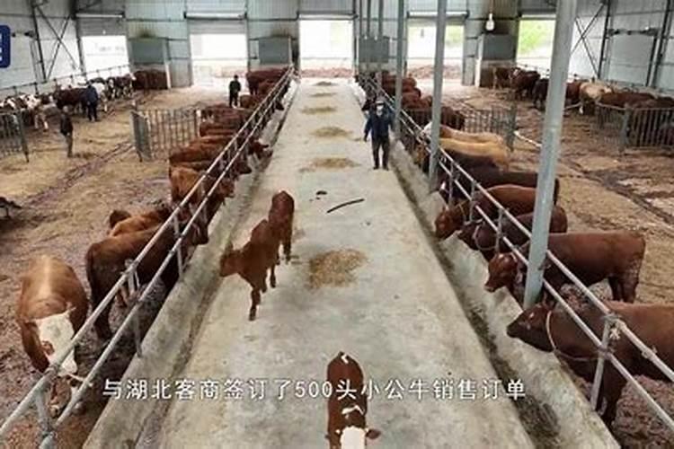 梦见牛群奔跑预示着什么？有什么特殊意思？