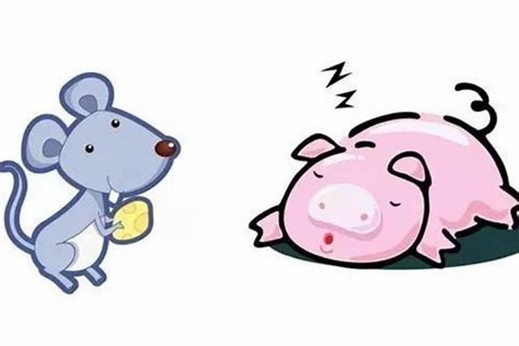 属鼠和属猪的合不合