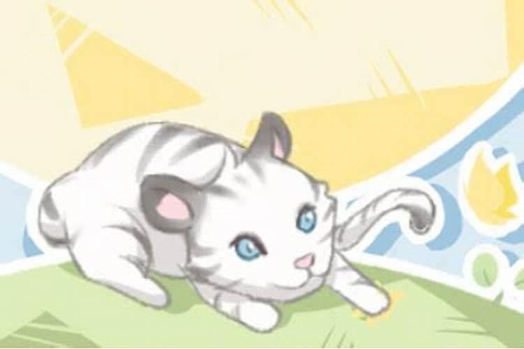 女人梦见猫是什么征兆