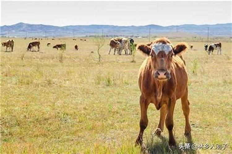 我想学养牛,谁养过牛有经验的,给我点建议