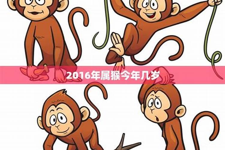 24年属狗的总体运程每月运势讲解