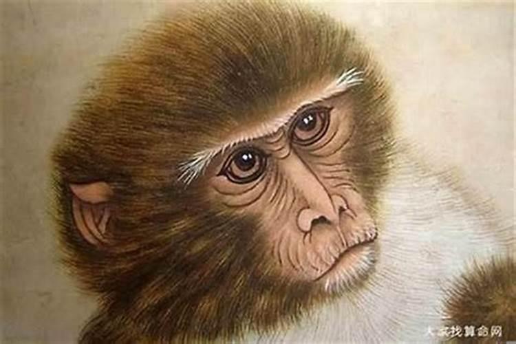 1992年出生的猴子命运如何？