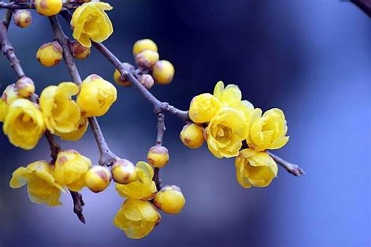 本命年桃花劫如何化解 印堂深陷易犯桃花劫？