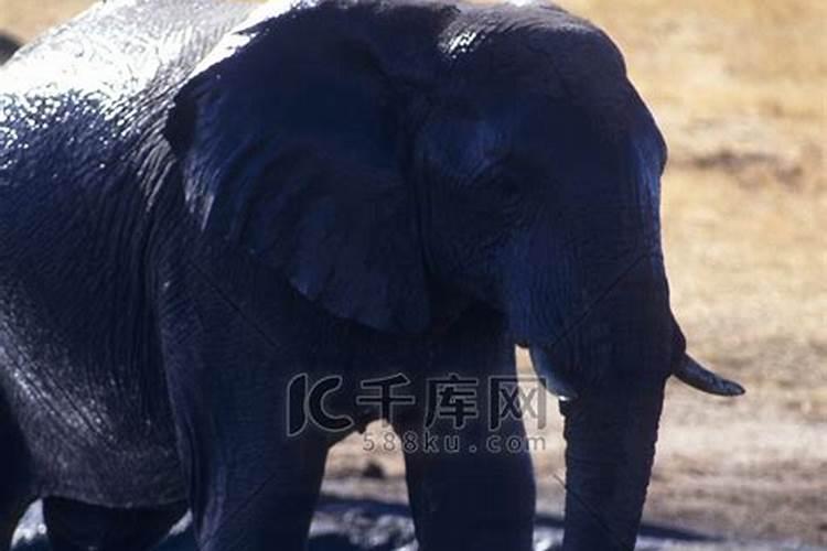 梦见两只大象在水里有什么预兆？是什么意思？