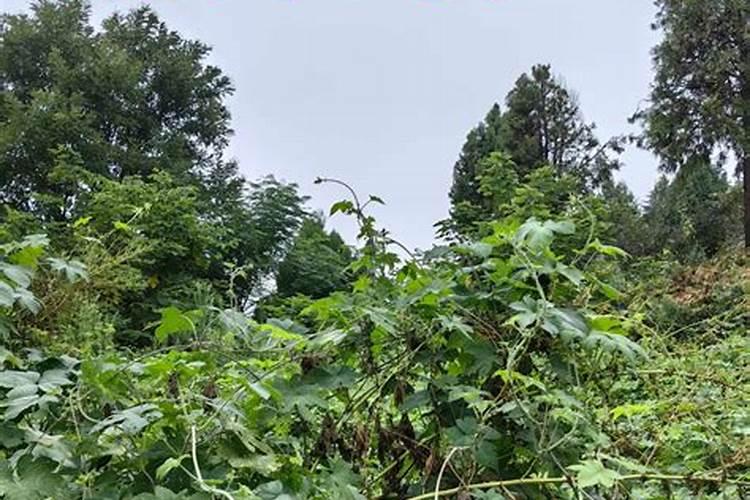 九华山求姻缘去哪个寺庙九华山求什么最灵
