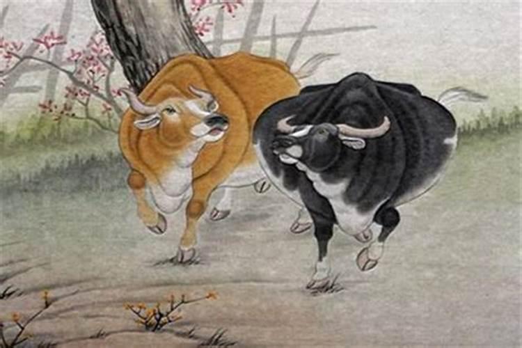 1997年的属牛人一生财运如何？