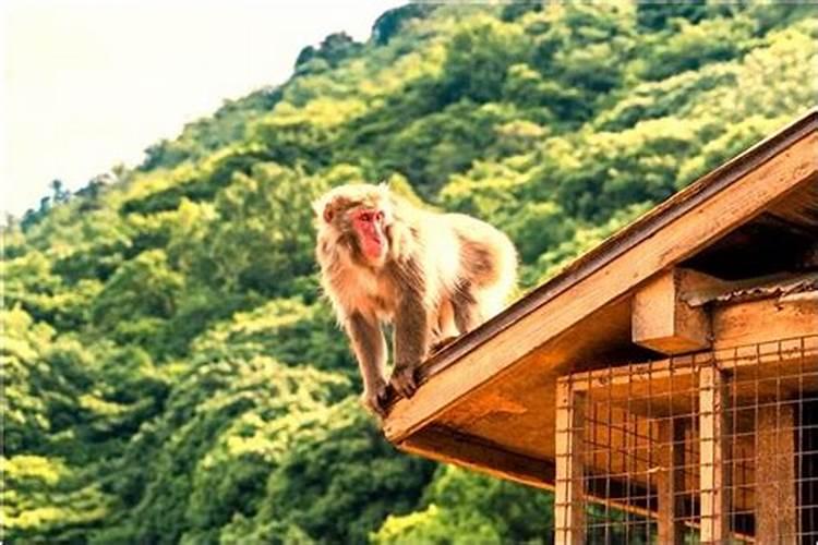 梦到马丢了到处找马梦见马丢了到处找马是什么预兆