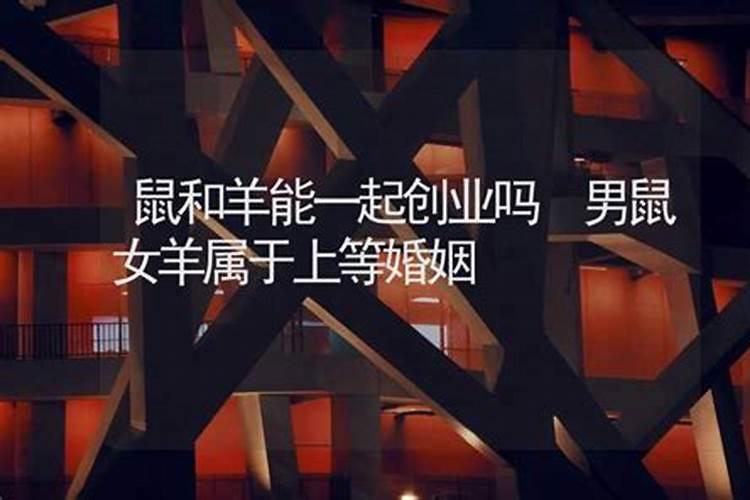 属羊和属鼠的婚配好吗属羊和属鼠在一起合适吗