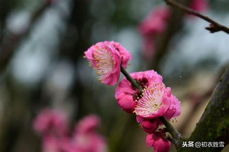 陌上看花人是什么意思(陌上尽是看花客、真赏寒香有几人。是什么...