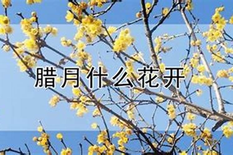 腊月开花的花有几种