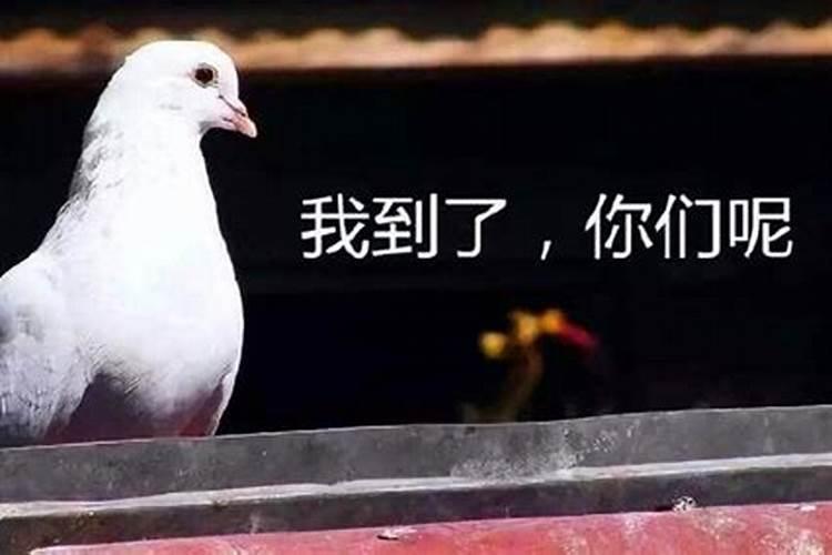 梦见猫和自己说话有什么预兆
