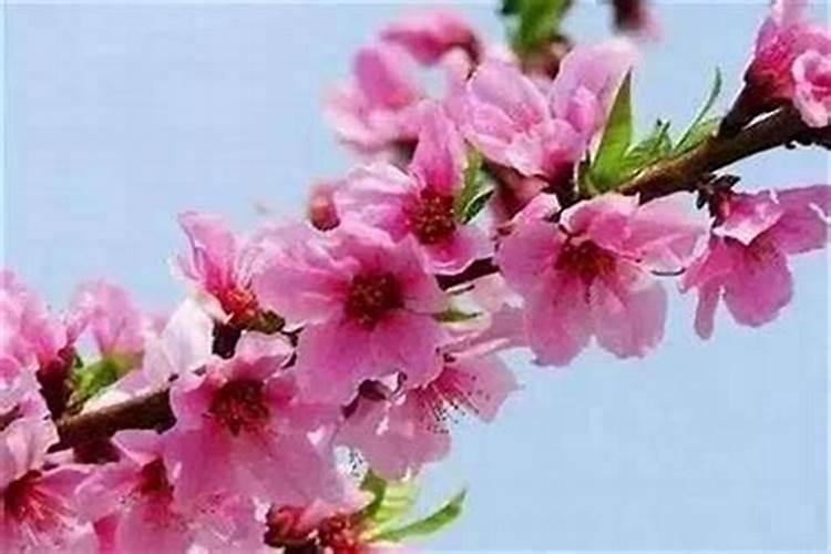 1996属鼠的桃花劫是哪一年
