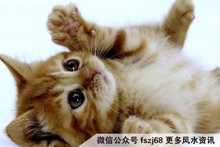 猫最忌讳的三个属相是什么 哪些人不能养