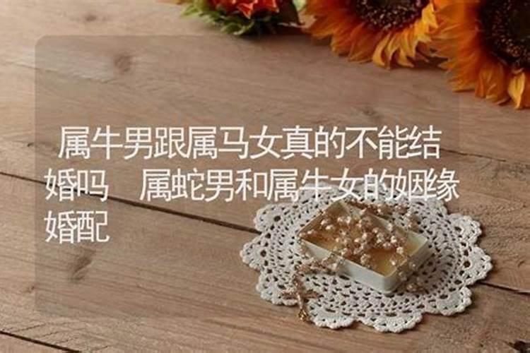 属相马和牛婚配合适吗
