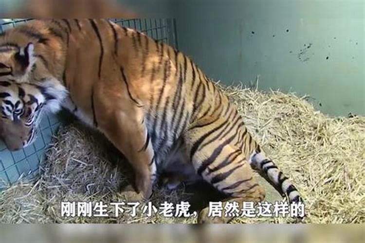 常见鱼缸尺寸 家用鱼缸的尺寸与摆放风水