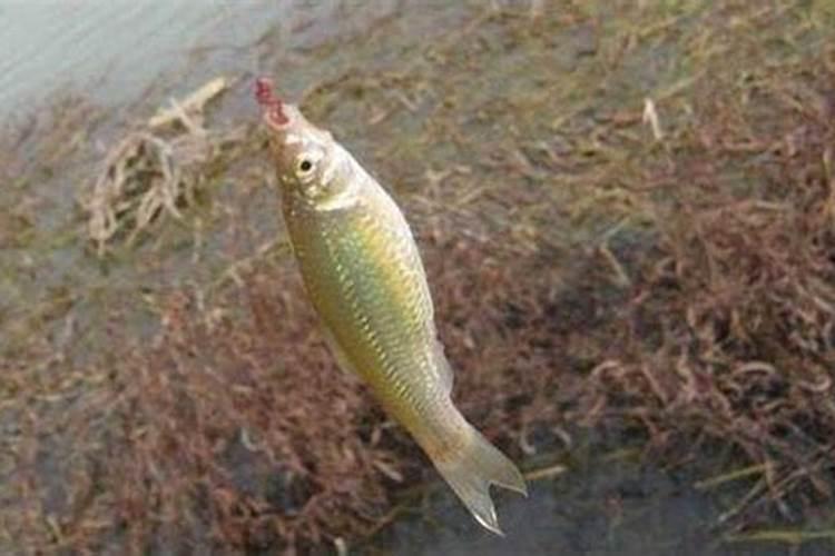 安徽立秋风俗吃啥