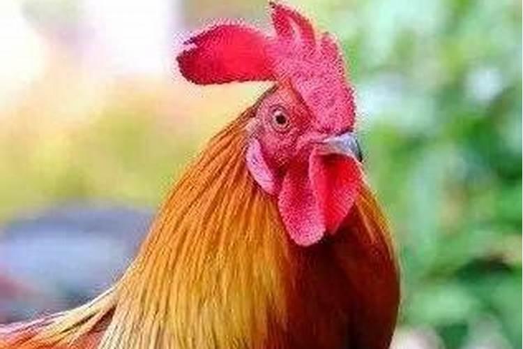 属鸡人2024年每月运势及运程详解