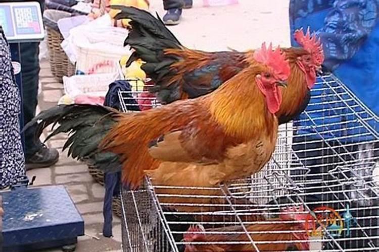 属鸡人今年本命年可以盖房吗？最近几天哪天动土好？