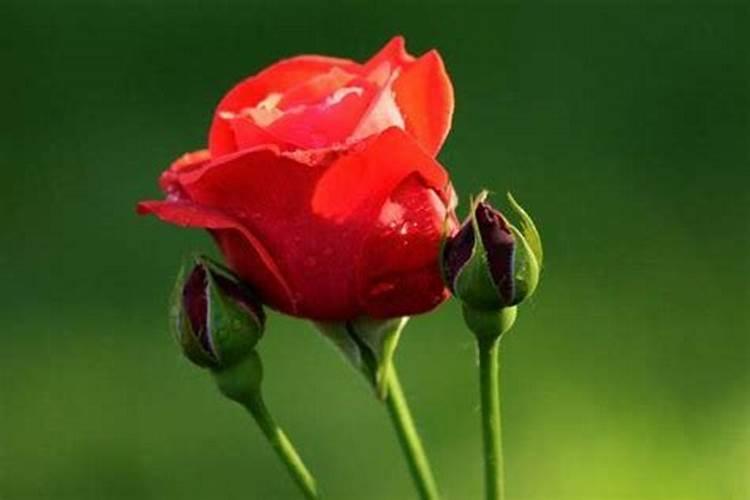 梦见清明节扫墓的预兆