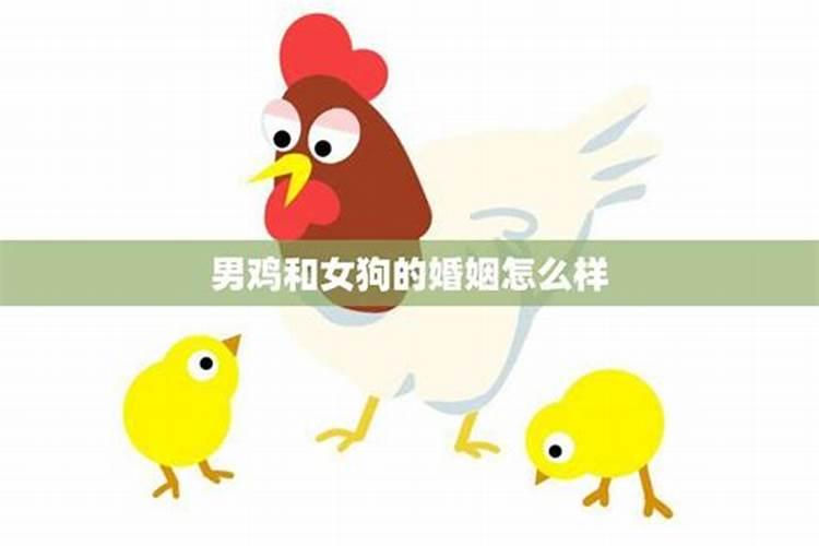 鸡男龙女的婚姻怎么样 属龙和属鸡的婚姻如何
