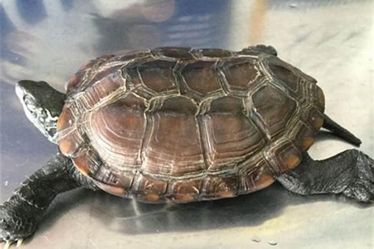 家里养好多草乌龟对婚姻有影响吗？