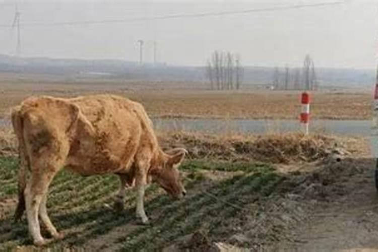 正月初二是什么星座的