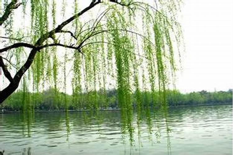 梦到柳树代表什么意思？