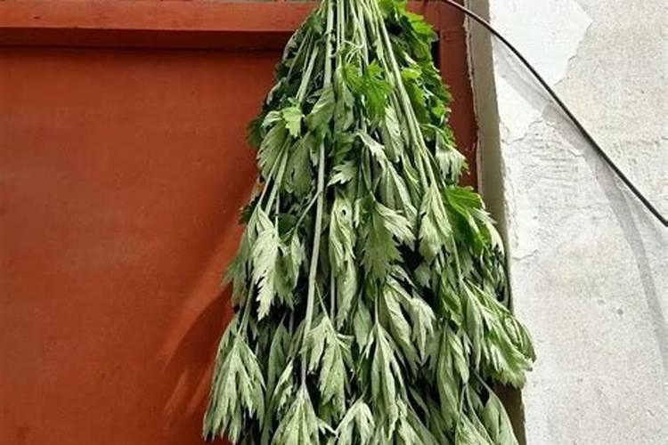 端午节为什么放艾叶