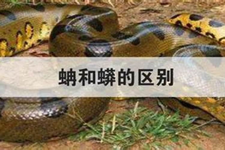 梦见很多蛇还有大蟒蛇的预兆